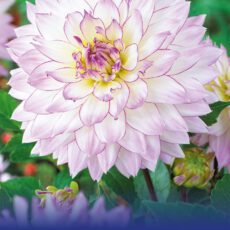 8718641996799 1 Dahlia Crazy Love.jpg